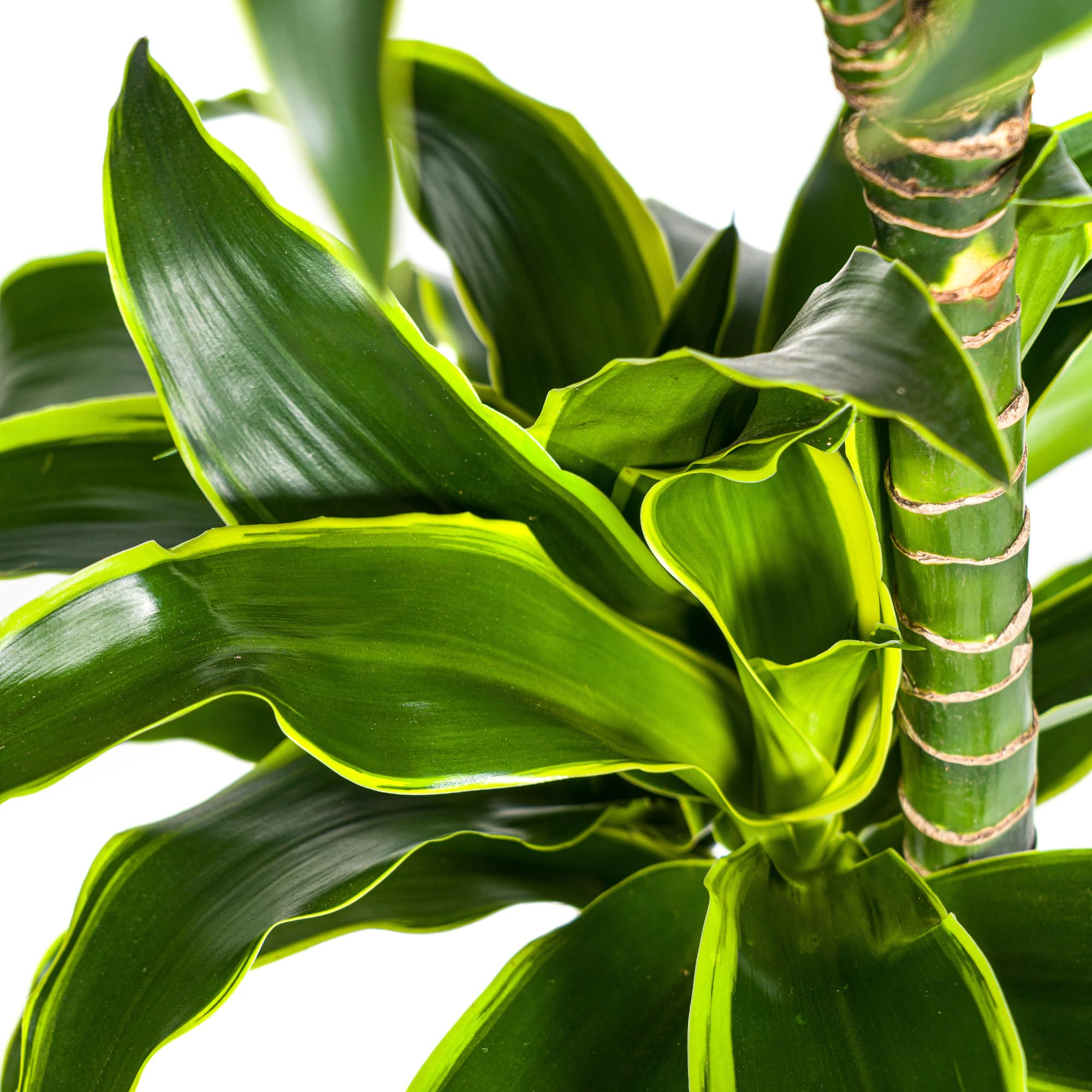 Dracaena Deremensis Dorado roślina pokojowa, zielona, Ø 24 cm, wys. 120-140 cm