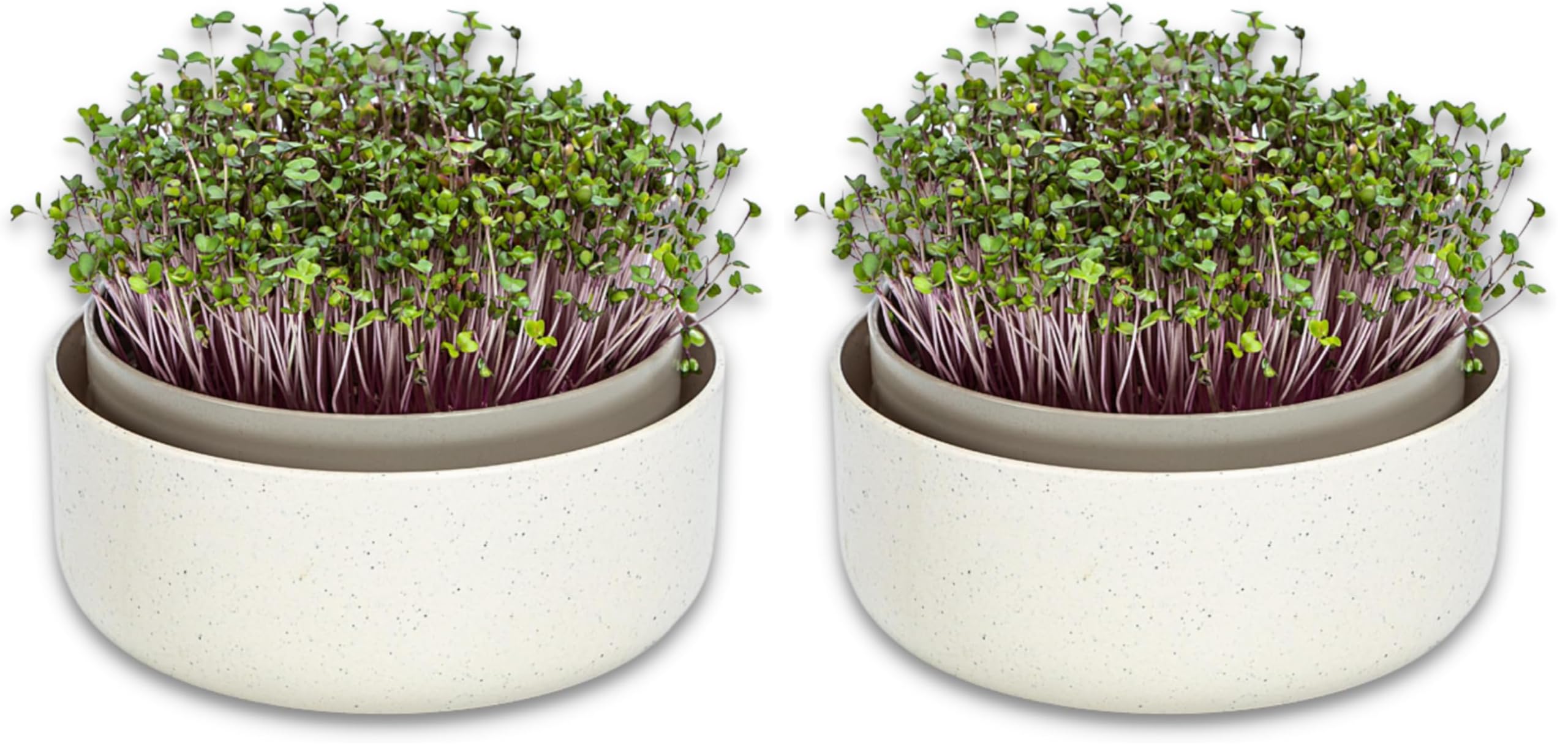 Graines à germer sans terreau grâce au germoir Urbalive - Double coupelle de germination 16 cm
