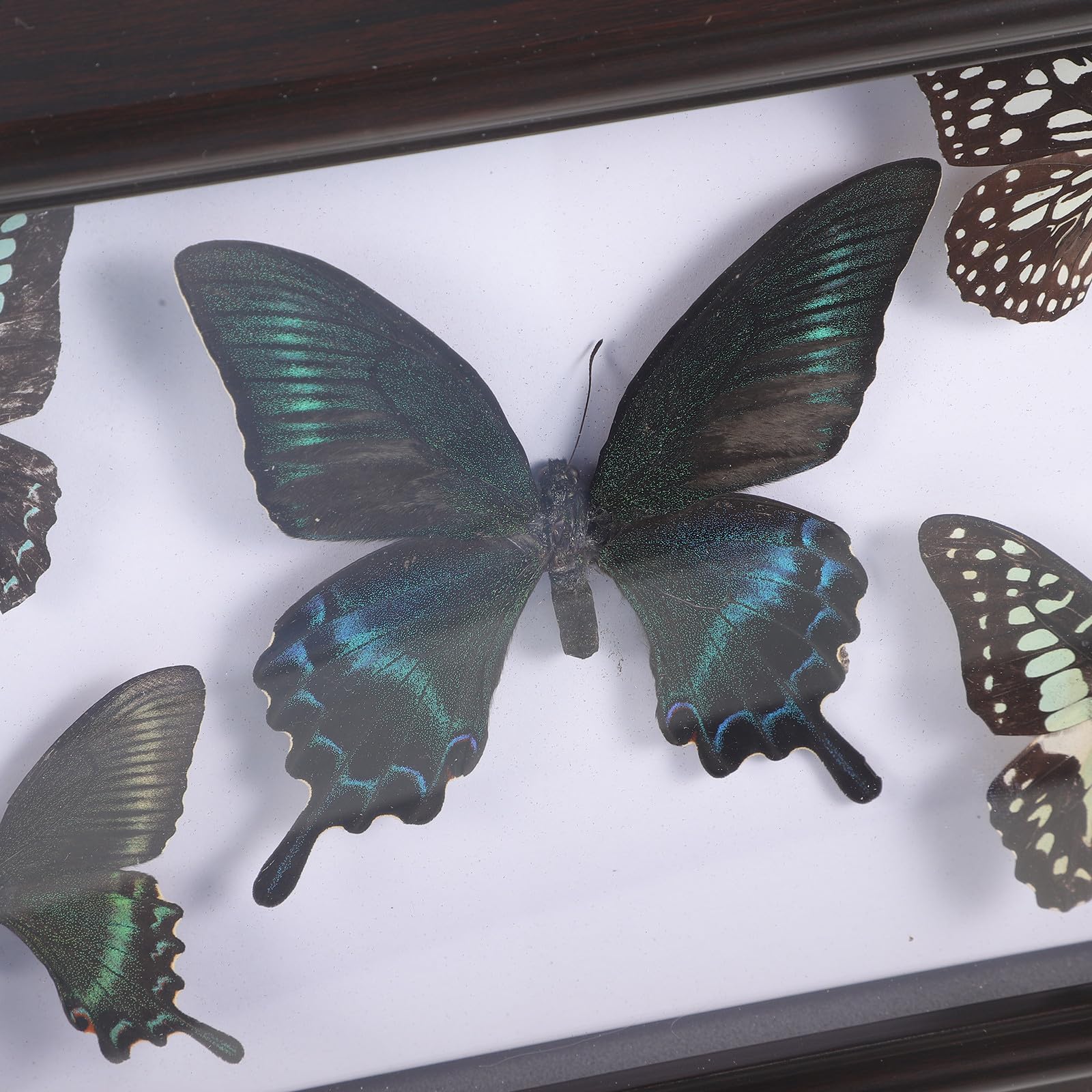 Marco para Exhibición de Insecto con Espécimen Real Decoración de Pared Artística y Elegante para Hogar y Escritorio Diseño Transparente Creativo Regalo para Coleccionistas