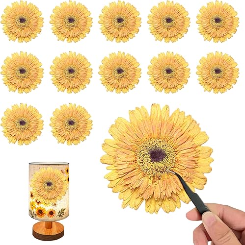 ALJ Girasoles secos amarillos dorados de gran tamaño para adornos de manualidades, margarita africana prensada real natural para resina, bricolaje,