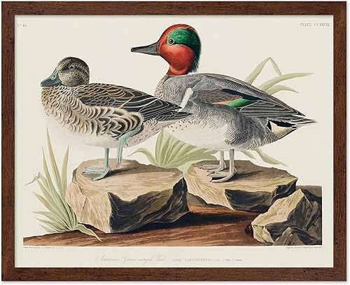 Miniatura 93 de Poster Master Póster vintage de colibríes, impresión de formas de arte retro en la naturaleza, arte de pájaros, regalo para él, ella y amante de los