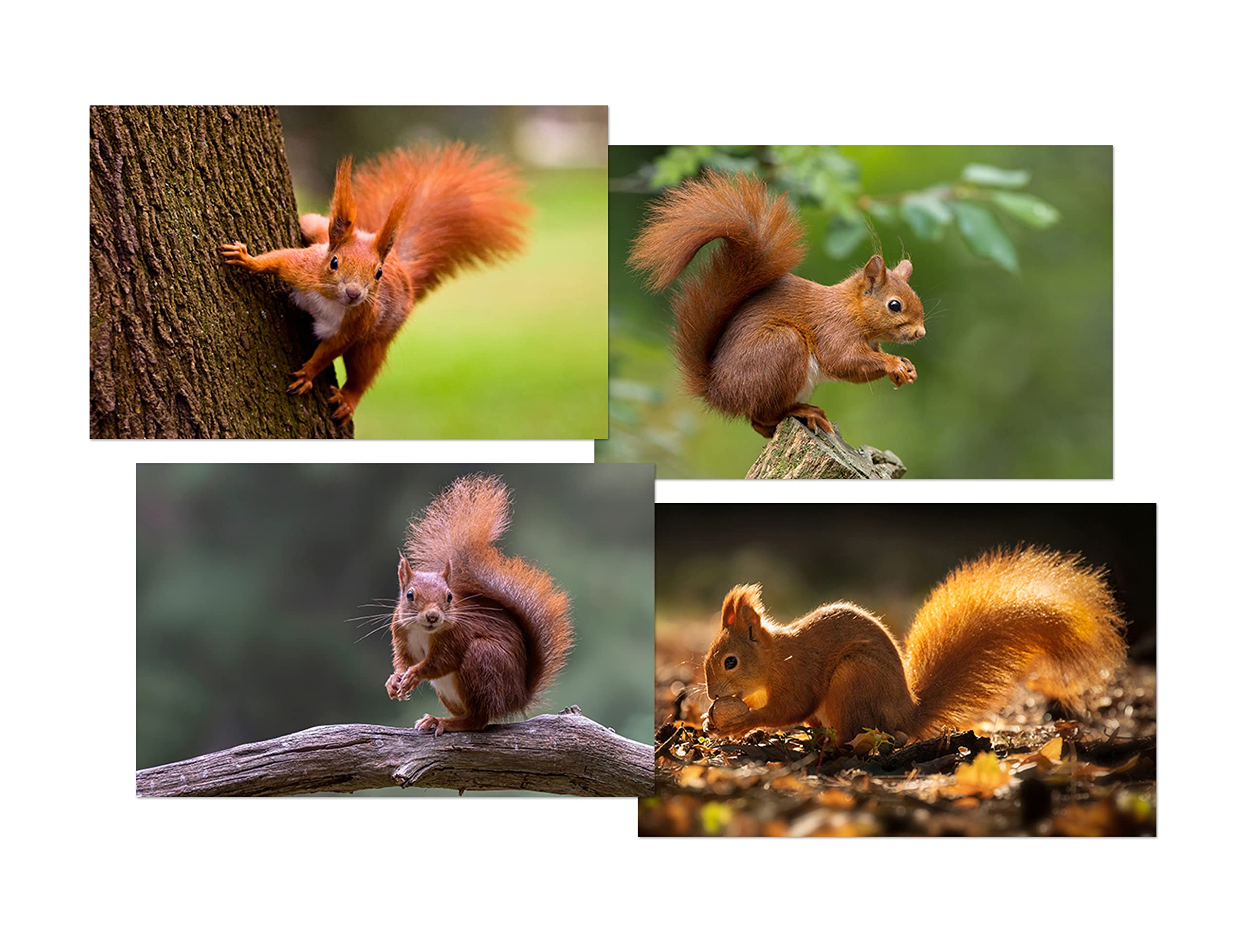 DV DESIGN Set of 4 Red Squirrel Black Ballpoint Pens - Image 2