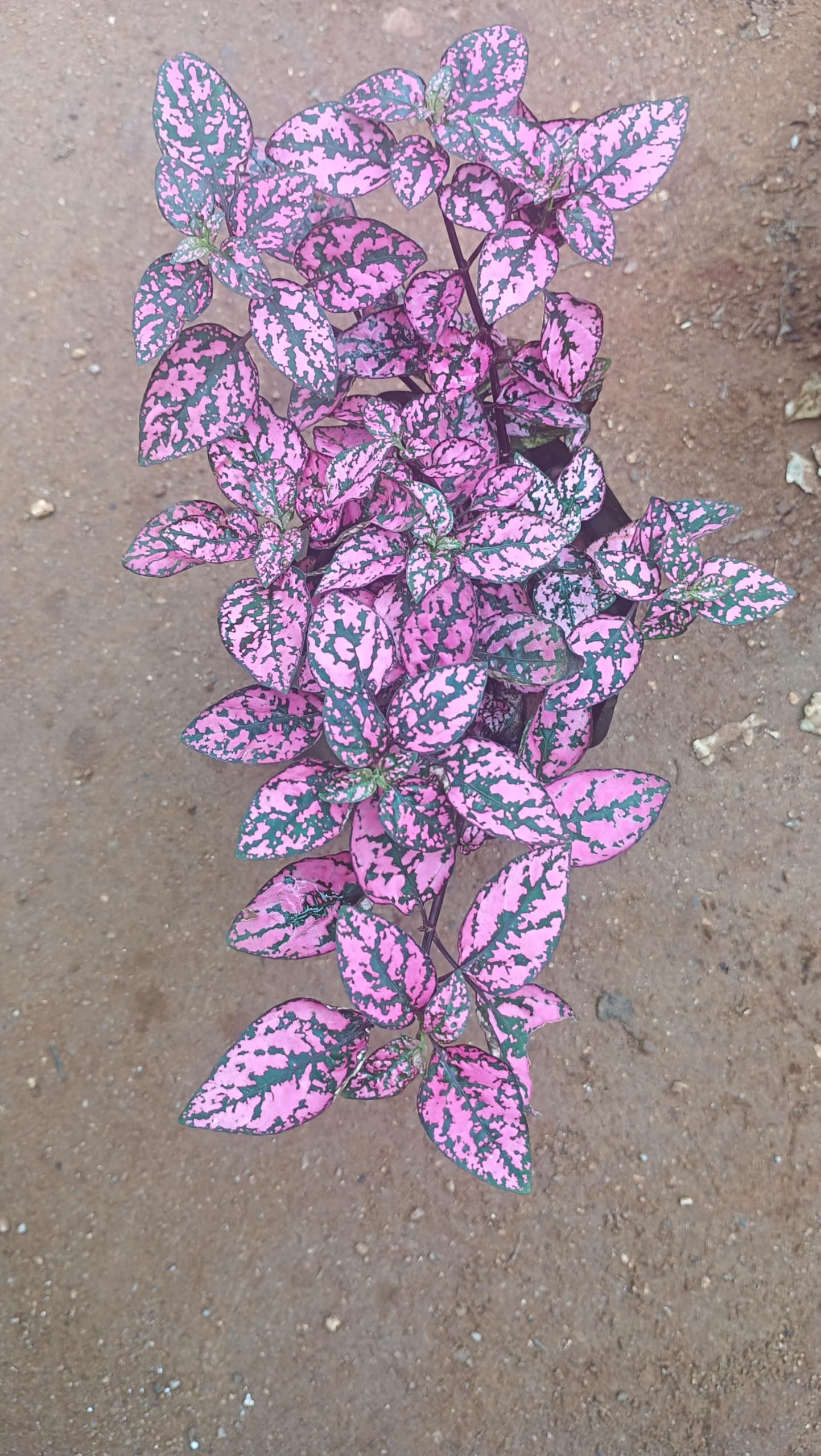 Anuraj farms Polka Dot Plants (Hypoestes phyllostachya) plant (pink) (B0D9YWSPZ5) Amazon Price History, Amazon Price Tracker