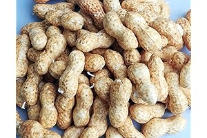 Realistic Fake Peanuts for Multipurpose Decoration
