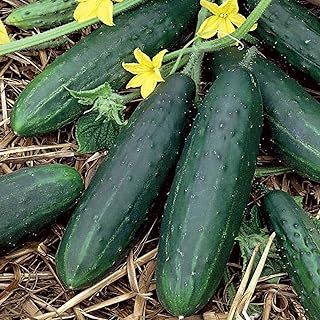 Garden Sweet Burpless Cucumber Seeds, 50+ Heirloom Seeds Per Packet, (Isla's Garden Seeds), Non GMO Seeds, Botanical Name:...