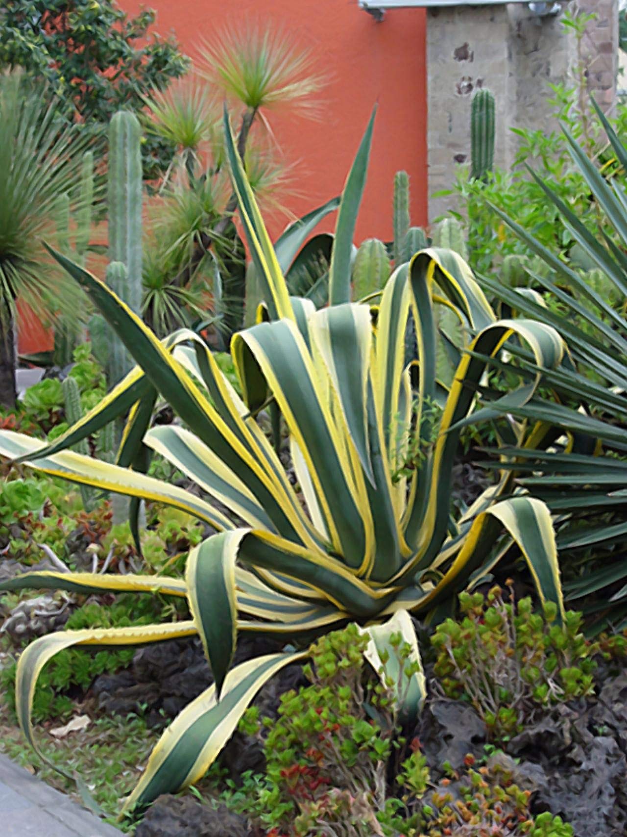 Mphmi Agave americana, Century Plant - Succulent Plant (Plant Pack of 1  Agave americana Plant) : Amazon.in: Garden & Outdoors
