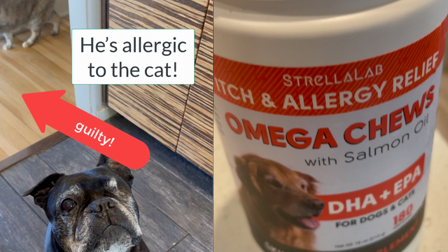 Fish Oil Omega 3 Treats for Dogs on Amazon Live