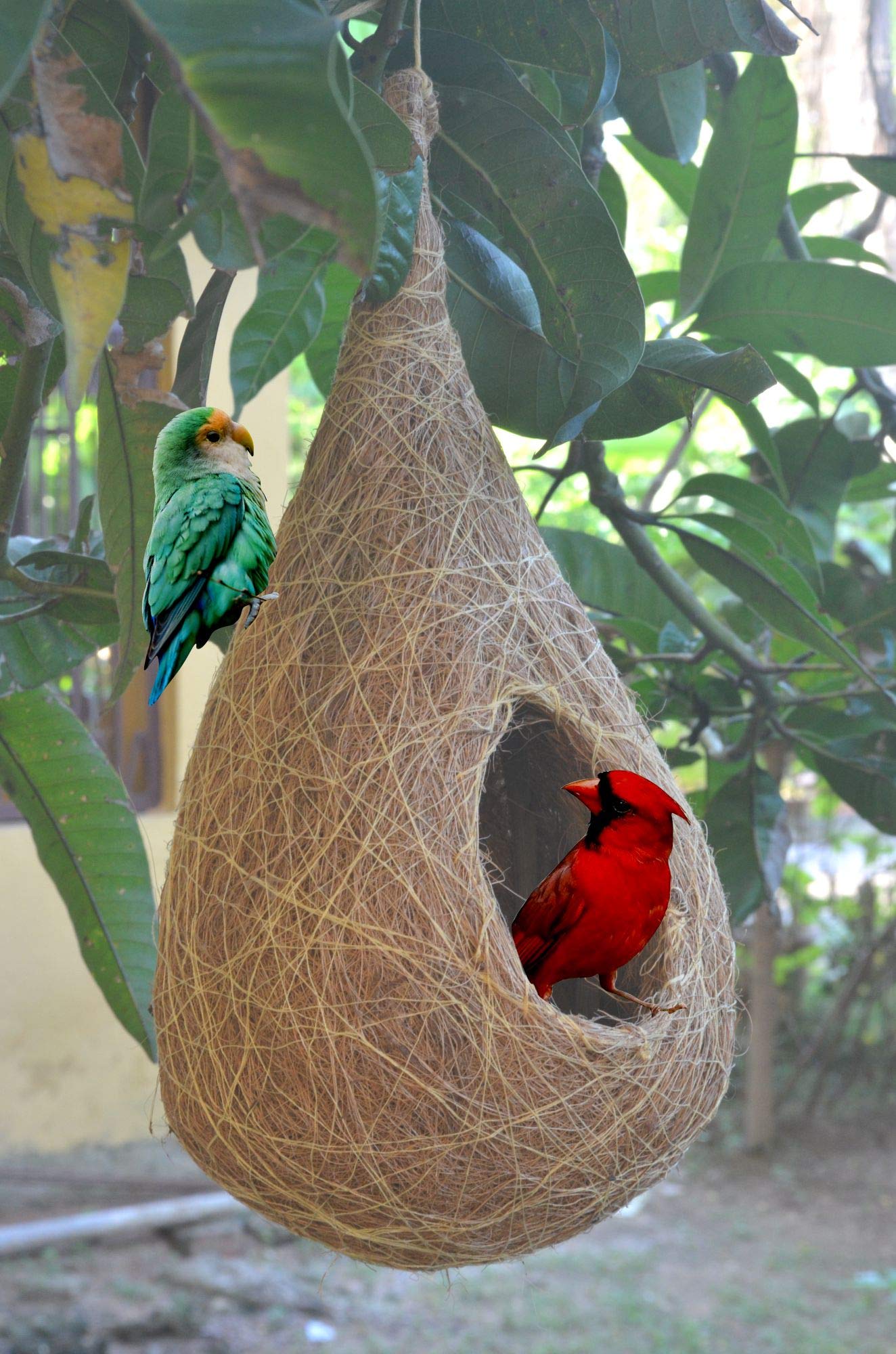 Buy HAASTIKA® Coir Craft Bird Nest for cage and Balcony Birds Sparrows