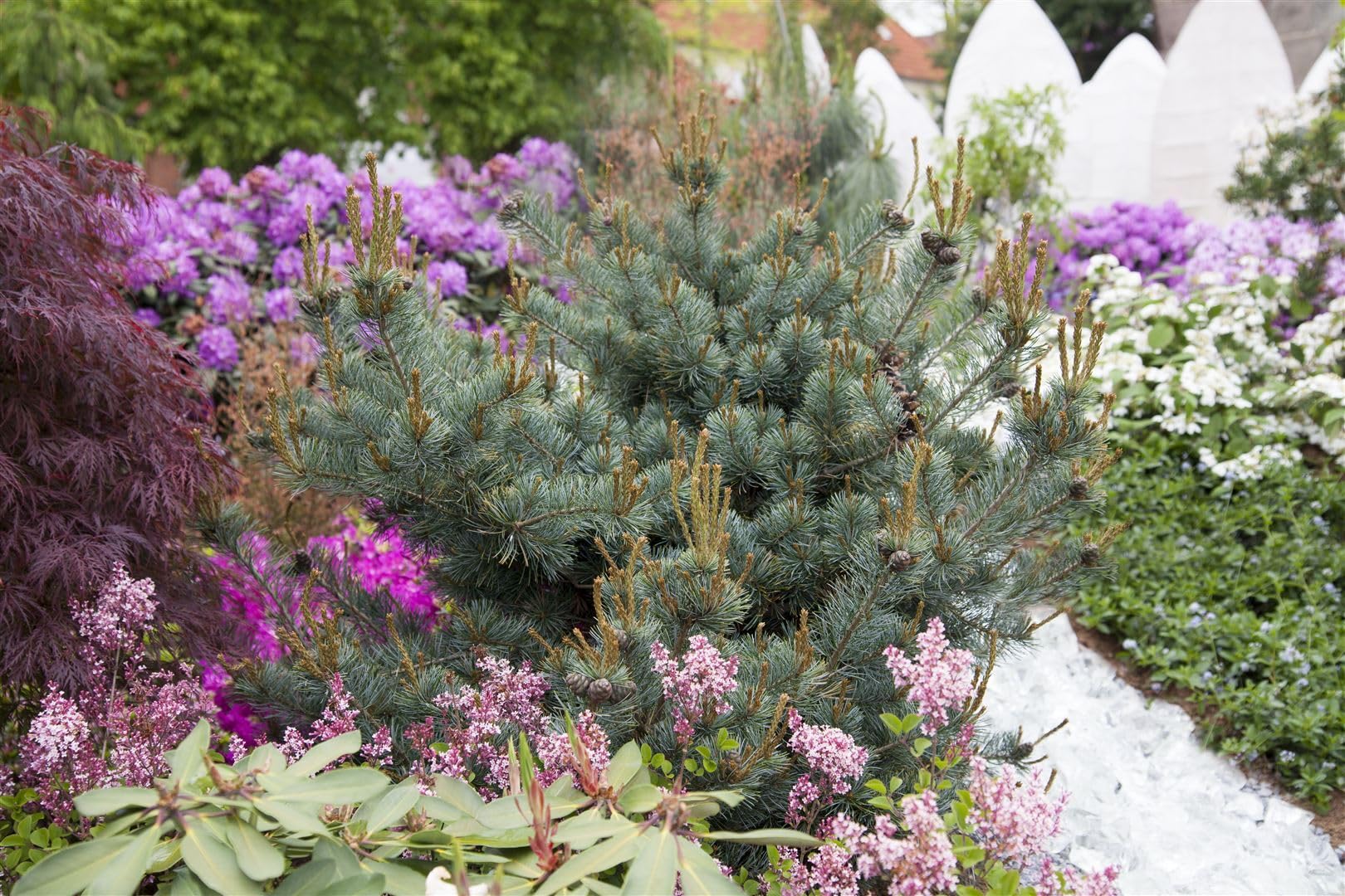 Mädchenkiefer Pinus parviflora Negishi 50-60 cm Bonsai winterhart