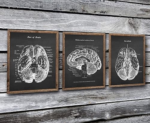 Miniatura 2 de Gnosis Picture Archive Neuroscience Art set de 3 impresiones sin marco de arte de anatomía cerebral humana