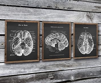 Gnosis Picture Archive Neuroscience Art set of 3 unframed Prints of Human Brain Anatomy Art