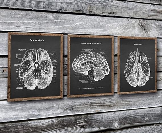 Gnosis Picture Archive Neuroscience Art set of 3 unframed Prints of Human Brain Anatomy Art