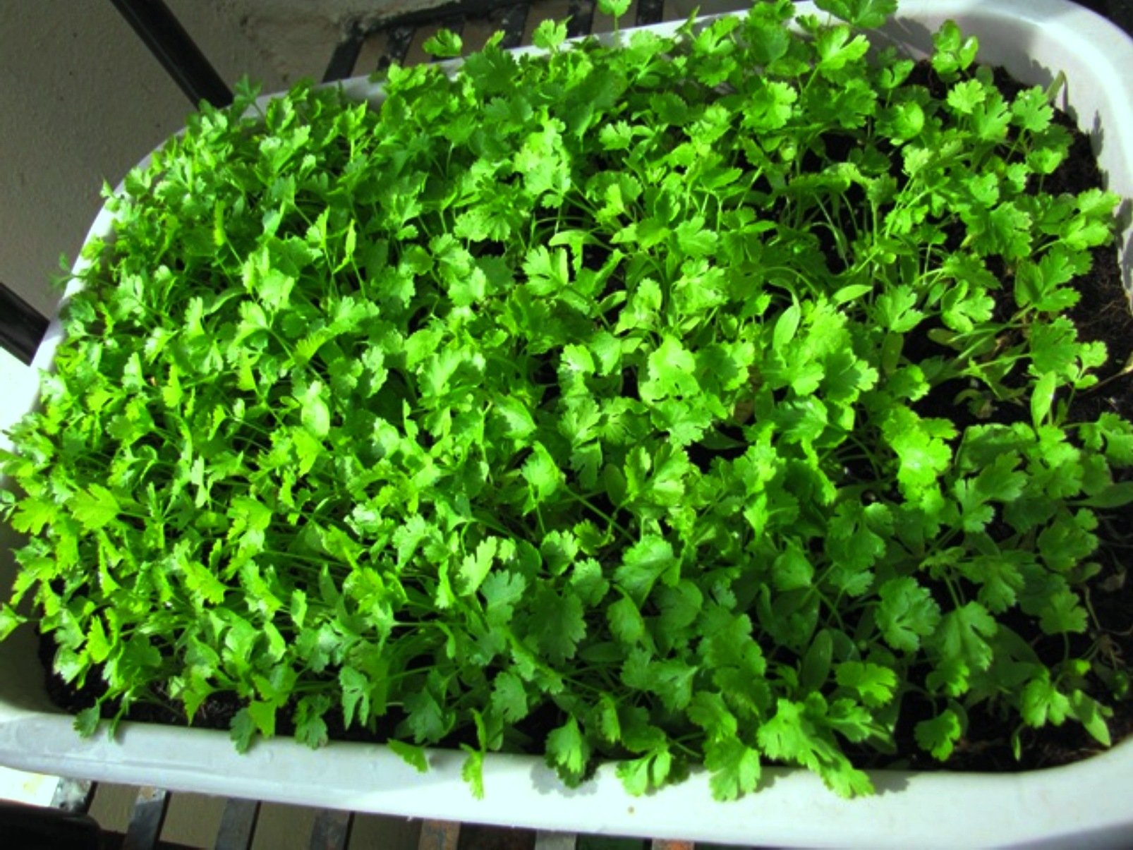 See full amazon price history chart for Mall~Kerala : 500+ Seeds of Hybrid Coriander Leaf Rich Coriandrum Sativum Chinese Parsley or Dhania for Growing Sowing Mall~Kerala : 500+ Seeds of Hybrid Coriander Leaf Rich Coriandrum Sativum Chinese Parsley or Dhania for Growing Sowing (B077YSGW7P) Amazon Price History, Amazon Price Tracker
