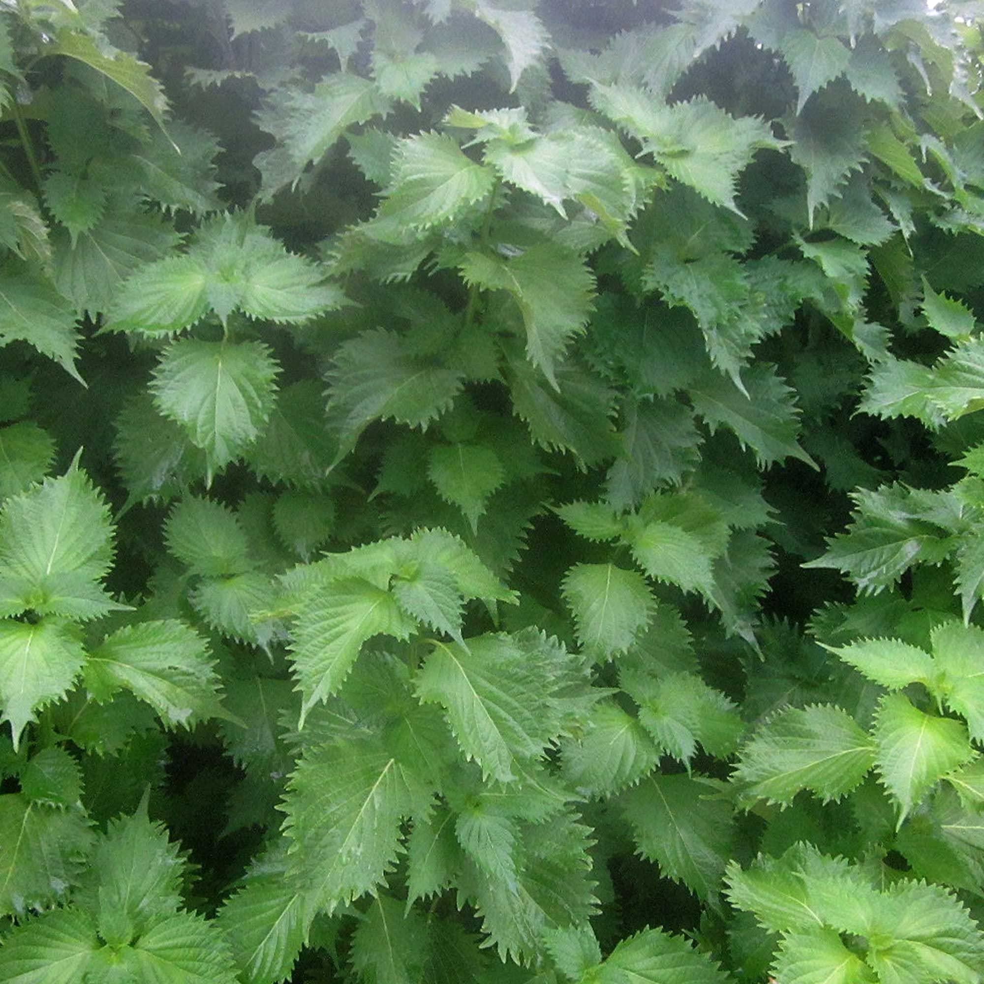 Shiso Herb Gardening Seeds (Perilla) - Green Ohba Ao Shiso - 2 g Packet ~1200 Seeds - Non-GMO, Heirloom - Microgreens & Asian Herb Gardening