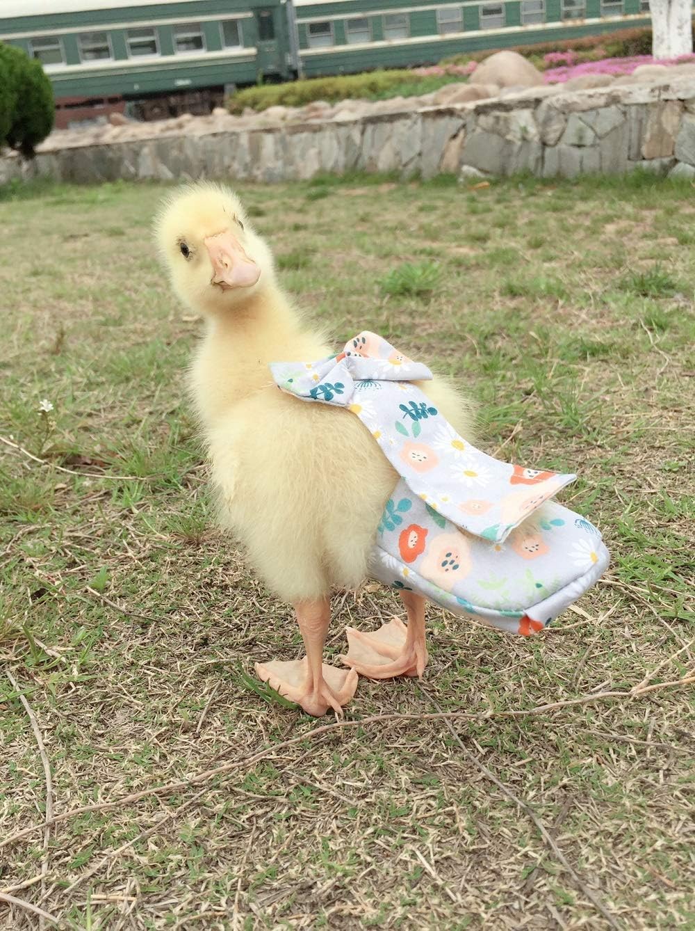 FORZENA Diapers for Duck Chicken Special for Poultry Goose Waterproof Adjustable Washable and Reusable Diaper Poultry Duck Supplies (L:0.25kg-0.35kg)