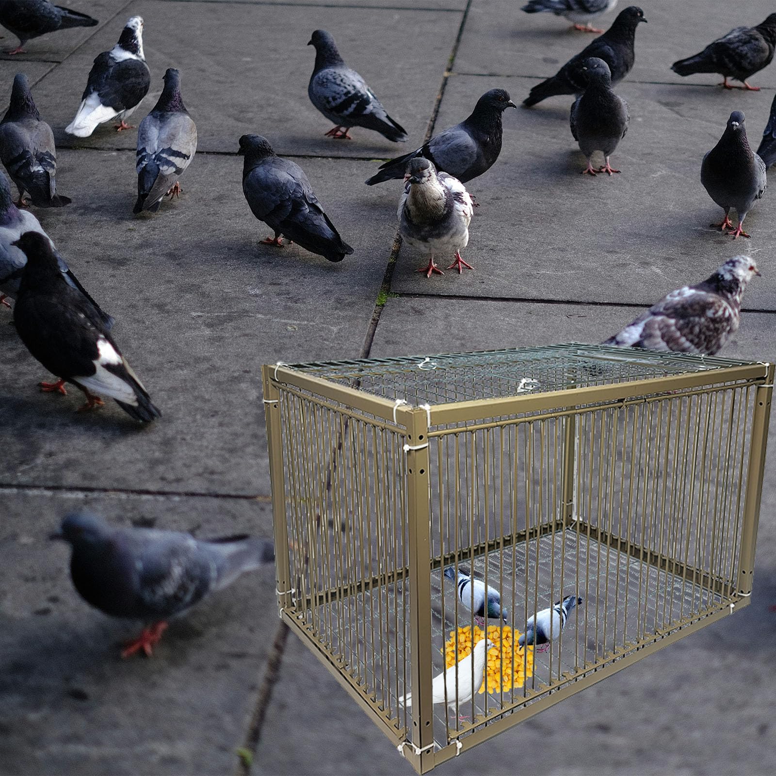 Jaula de trampa para pollos y palomas de 15 pulgadas de alto, jaula de trampa para animales pequeños con diseño a prueba de escape para pájaros, pavos, palomas (23.6 pulgadas de largo x 15.7 pulgadas