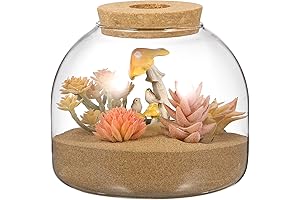Tabletop Landscape Terrarium with Lid - Pristine Glass Planter for Air Plants and Succulents