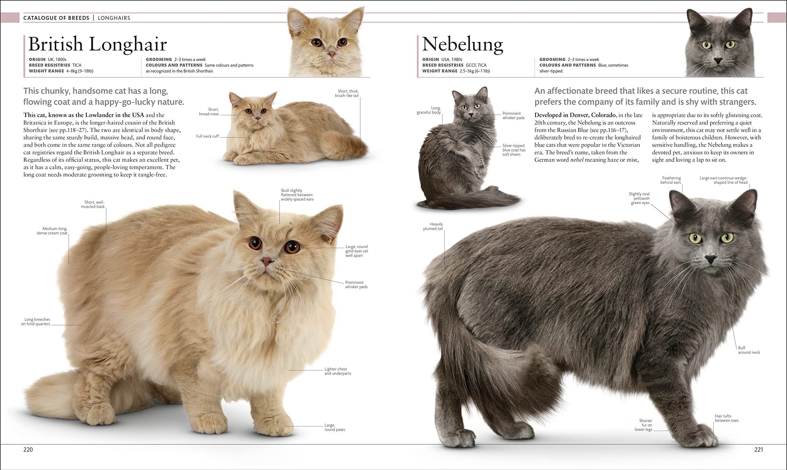 The Cat Encyclopedia: The Definitive Visual Guide (DK Pet Encyclopedias) - Image 10