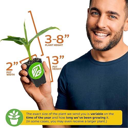 Miniatura 3 de Planta viva de helado, plátano, azul Java, Musa