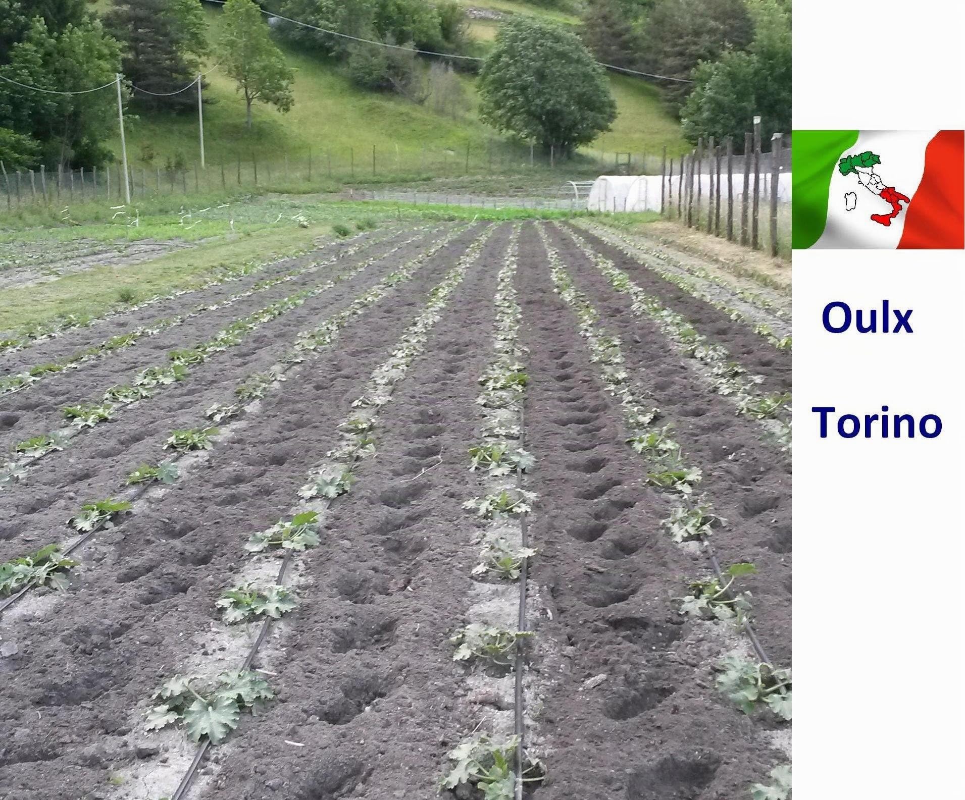 Ala gocciolante ALTA RESISTENZA passo 80-38 mls 100 mt tubo goccia microirigazione ATP 4 fori