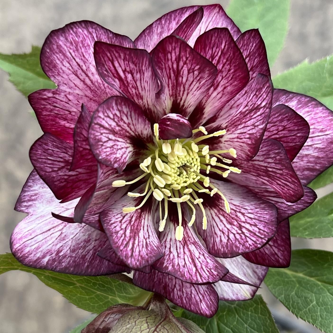 Live helleborus Whirlwind Romance Lenten Rose