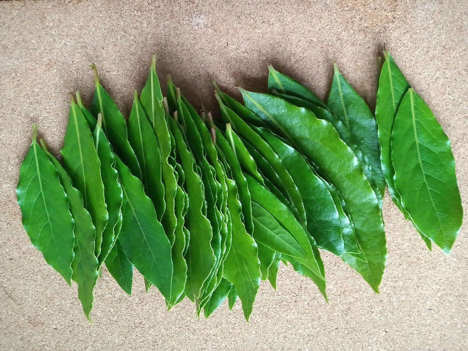 HoitoDeals Fresh Organic Bay Leaves Leaf (20Pcs)