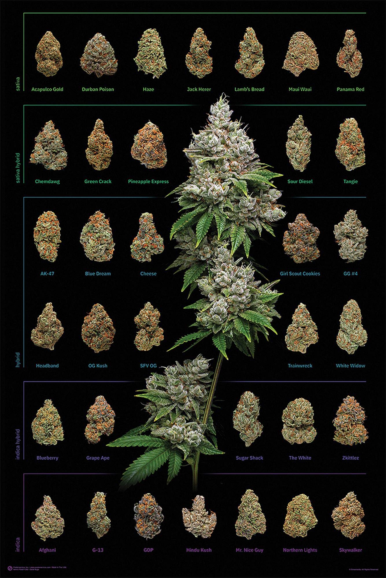 verschiedene cannabis sorten in einem zelt Poster Dank Nugs Marihuana-Sorten (61cm x 91,5cm) + Ãœ-Poster : Close Up Küche, Haushalt & Wohnen KUbikes - Komplette Montage SOLD OUT AT PB STORE Size:09