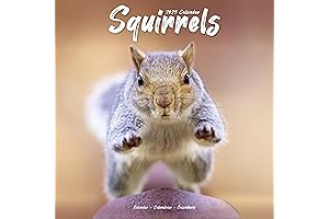 2025 Squirrels Wall Calendar, 12X12