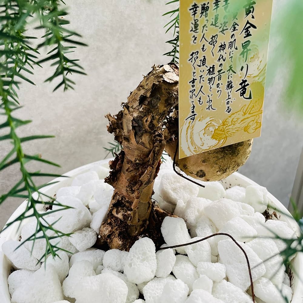 特良！アローカリア シマナンヨウスギ盆栽仕立て 観葉植物 シンボルツリー 特良！アローカリア シマナンヨウスギ盆栽仕立て 観葉植物