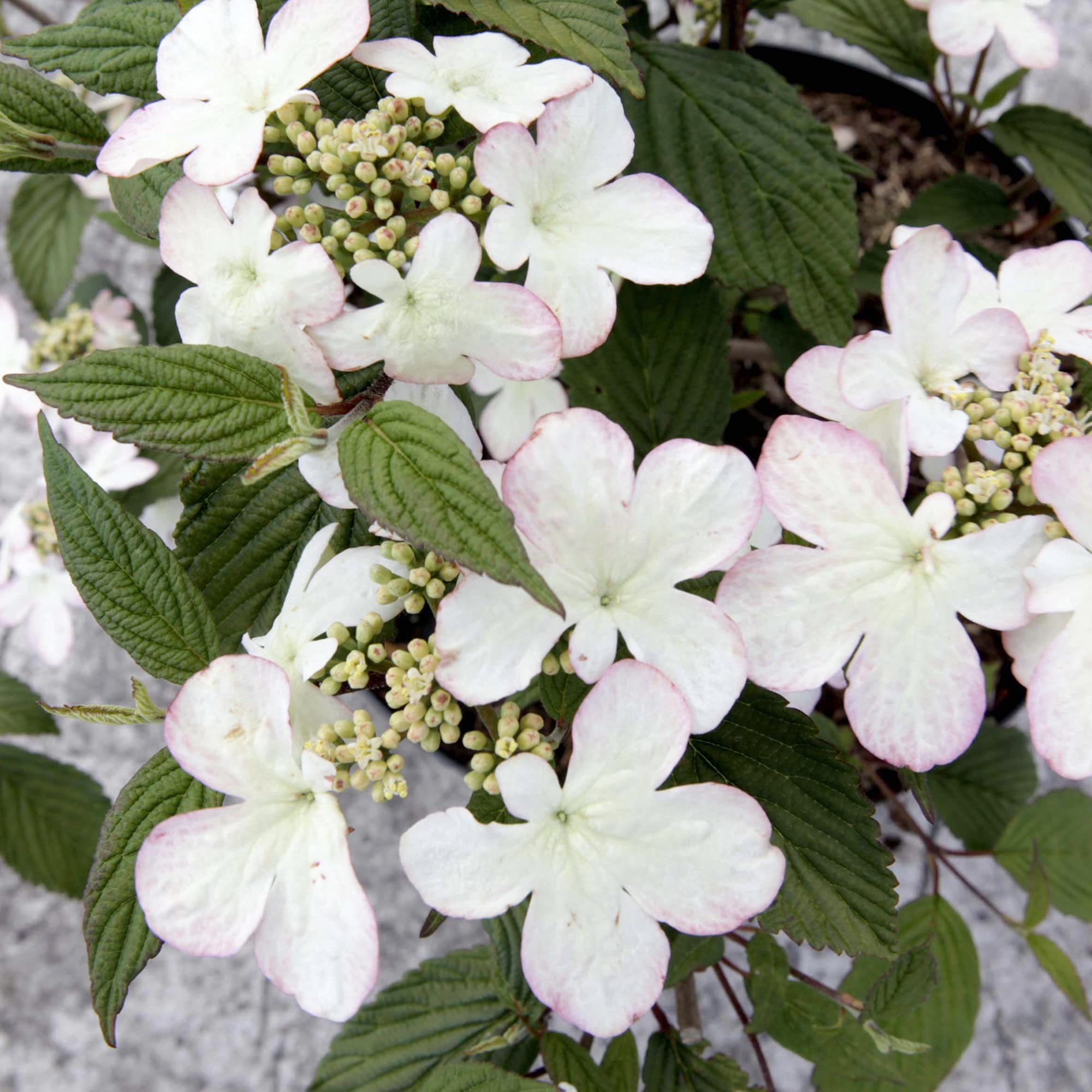 Viburnum plicatum f. tomentosum 'Kilimanjaro Sunrise', Japanese Snowball Bush, Hardy Shrub, 3-Litre Potted Plants by Suttons (1)