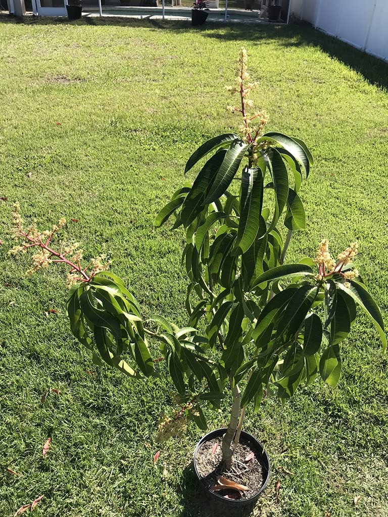 Mango – Mangifera indica 'Kent' Plants for Sale Miami | We Ship in South Florida | Smarty Plants Nursery Mango – Mangifera indica 'Kent' Plants for Sale Miami | We Ship in South Florida | Smarty Plants Nursery
