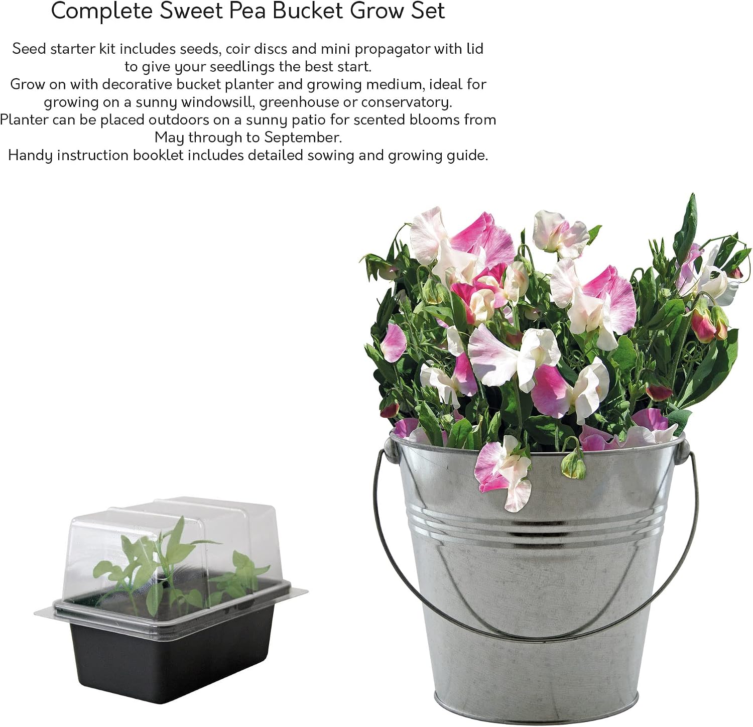Pronto Seed Sweet Pea Little Sweetheart Growing Kit with Cream Bucket, Pink, Medium - Image 4