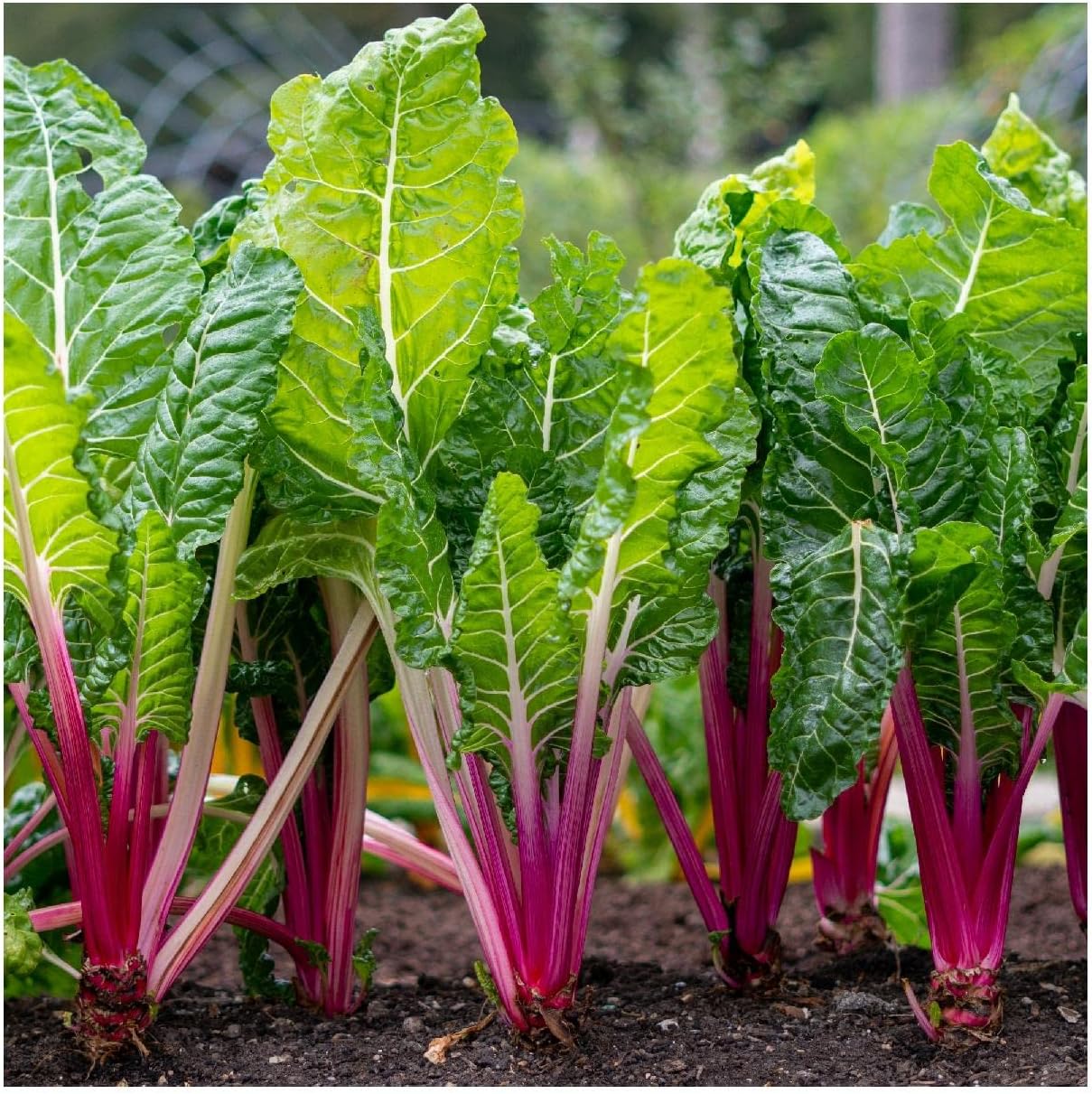 Everwilde Farms - 1/4 Lb Pink Lipstick Swiss Chard Seeds - Gold Vault