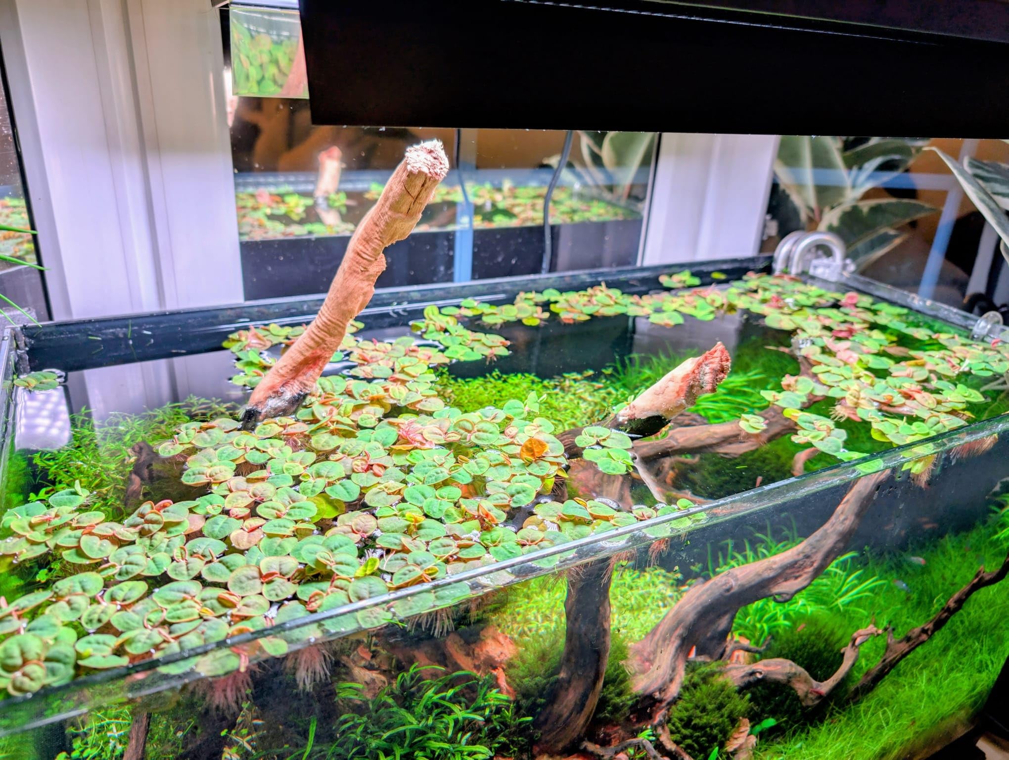 15x Red Root Floater + **1 Bonus** Plant Phyllanthus Fluitans Portion Live Aquarium Floating Plants Tropical Fish Tank Decor (15)
