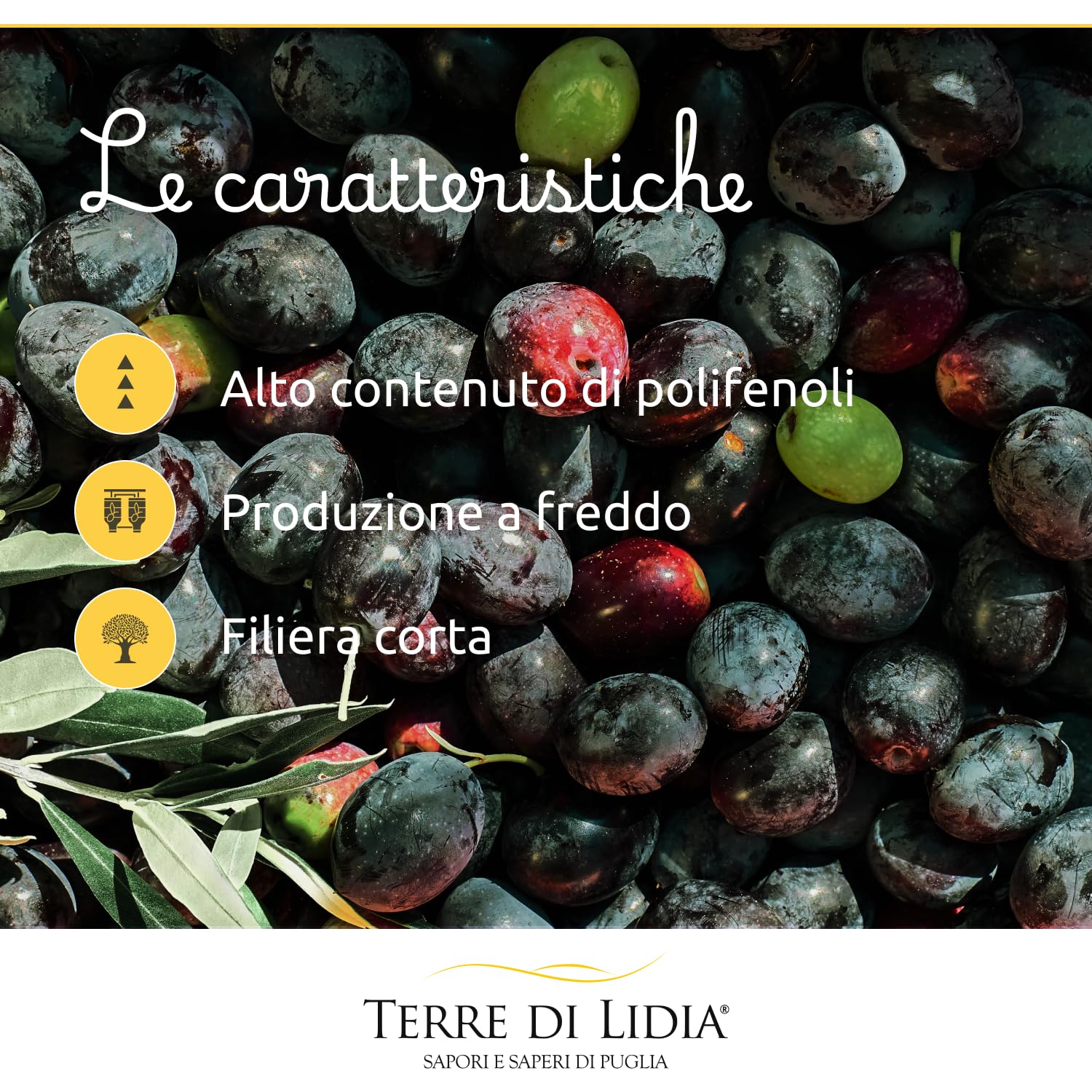 Terre di Lidia - Olio extravergine di oliva - 1 Latta da 5 L - Filiera corta, Campagna 2025/2026, Estratto a freddo - Varietà Ogliarola, Gusto Delicato - Produzione 100% italiana
