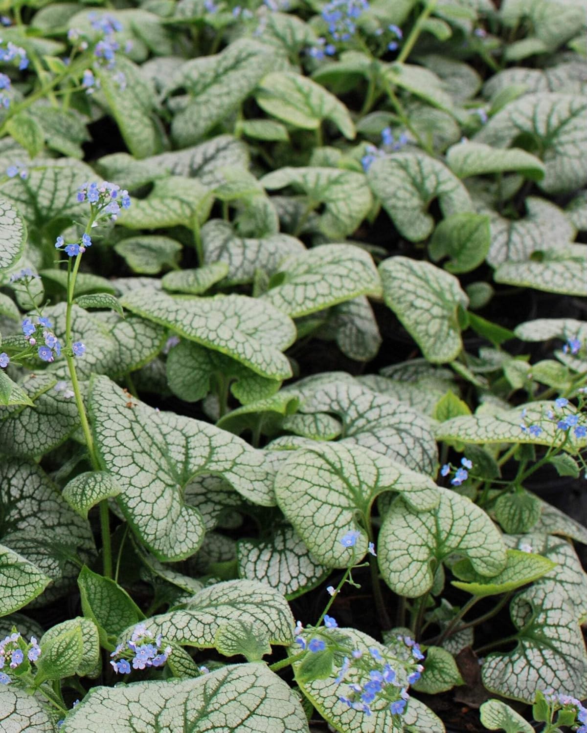 Perennial Farm Marketplace Brunnera m. 'Sea Heart' (False Forget-me-not) Perennial, Size-#1 Container, Silvery-Green Leaves with Pink and Blue Flowers
