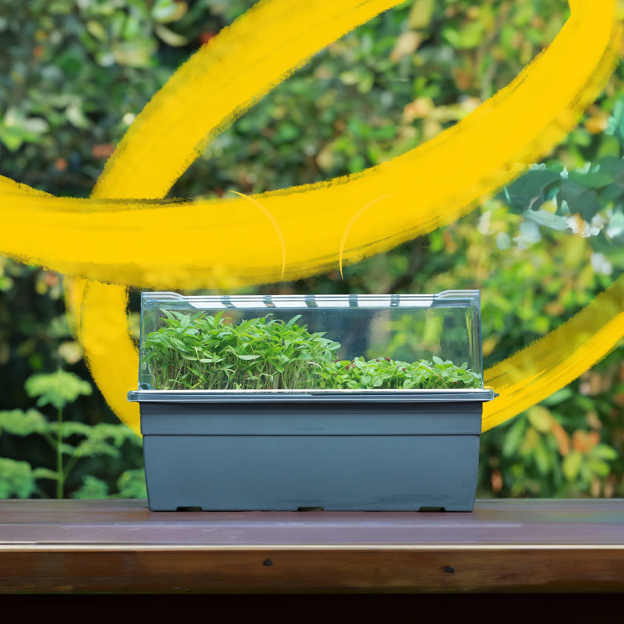 UGAOO Seed Sprouter Kit | Microgreens Growing Trays with Transparent Lid | Soil-Free Sprouter Tray for Home, Kitchen & Balcony Gardening-picture-29