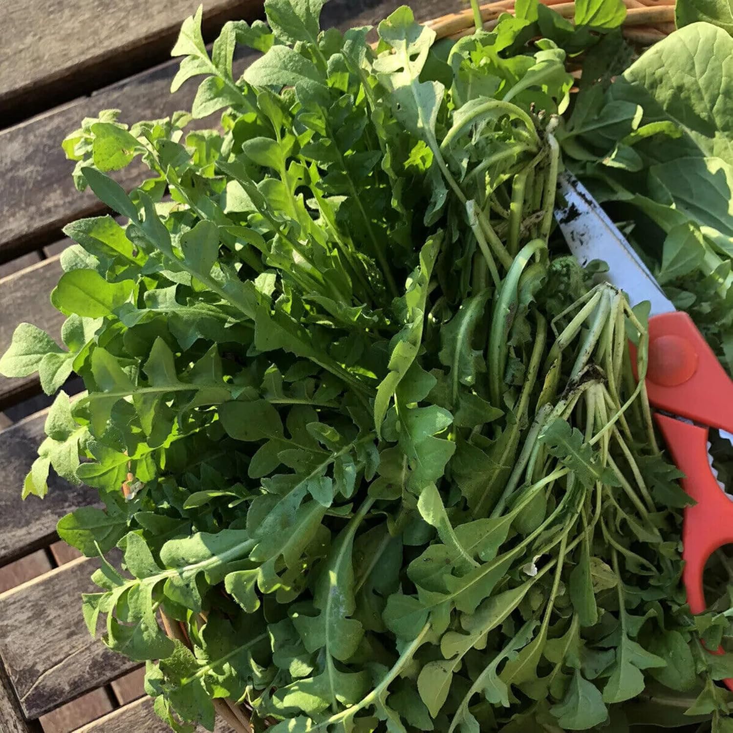 Ji CAI Seeds Celery Cabbage Culinary Uses Low in Calories