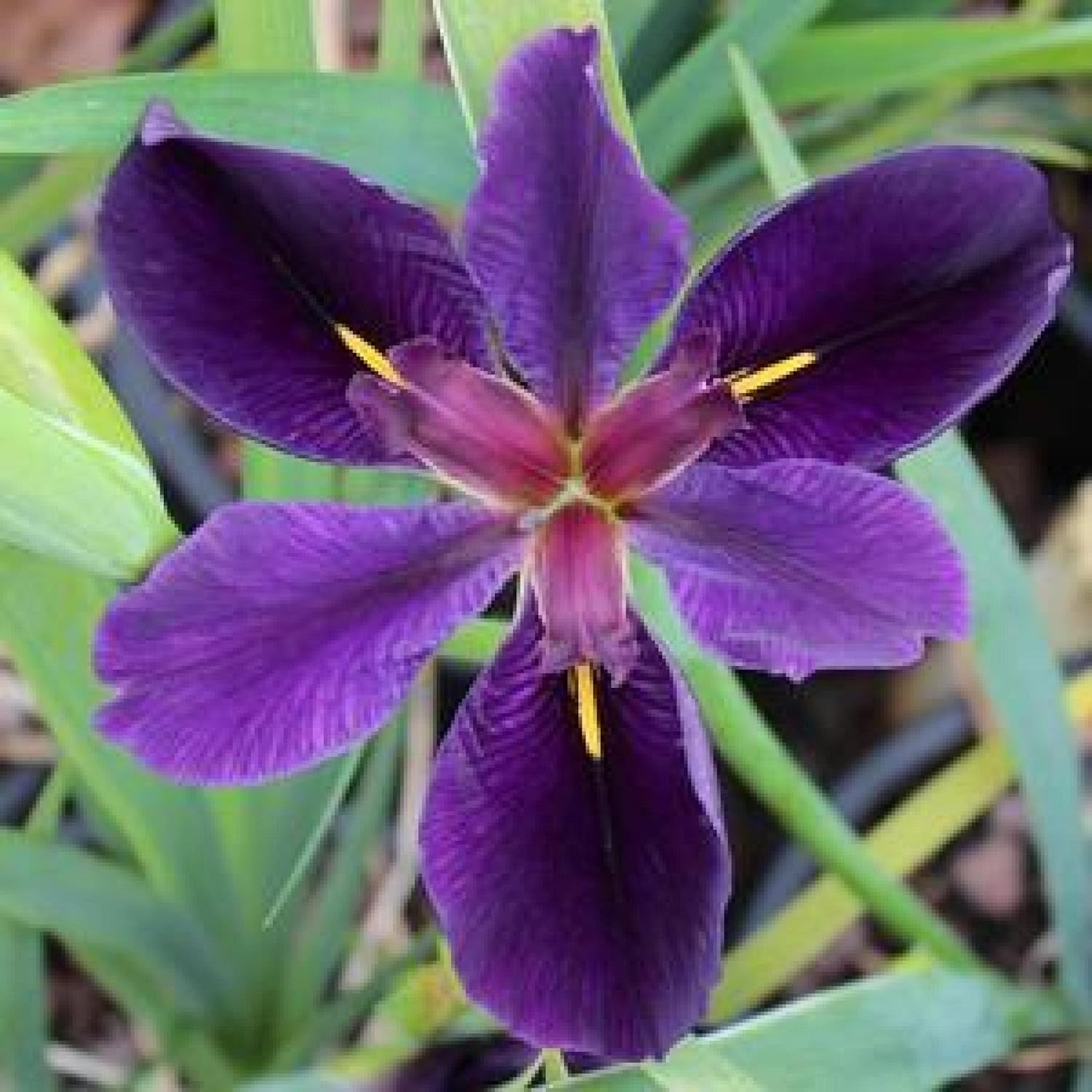 Iris 'Black Gamecock', a Great Live Pond Plant for Your Water Garden. Filters The koi and Goldfish Pond. Good for Bogs, Plant Shelf or Shallow Water This marginal Aquatic is a Real Beauty