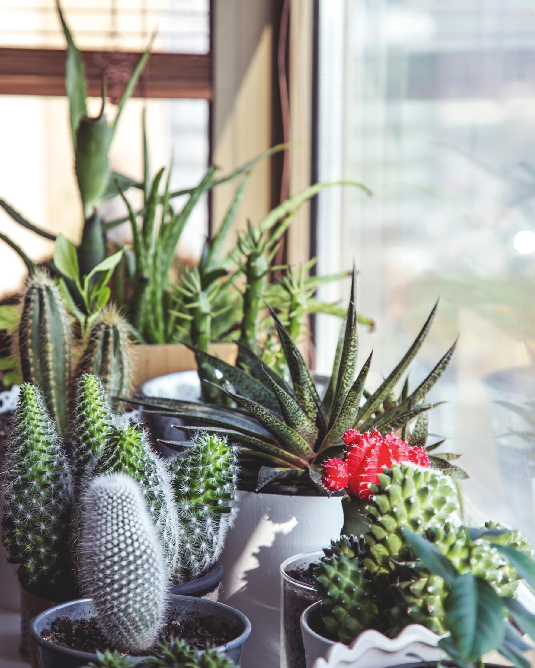 Floramour: Succulents / Sukkulenten /anglais