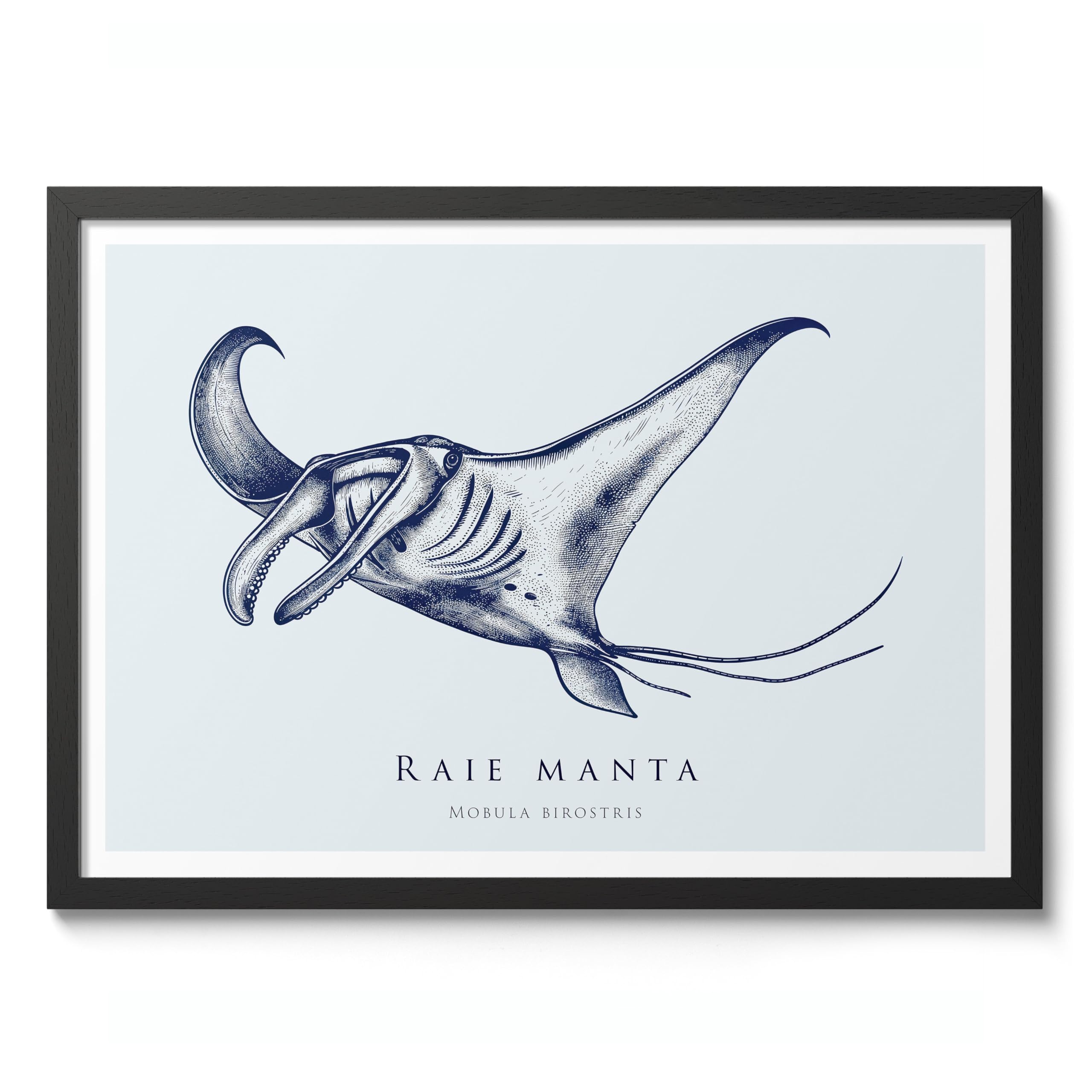 Manta Ray Nautical Exhibition Art Print, Vintage Botanical Prints, Retro Sealife Oceanography Illustration Wall Art Pictures, Nature Bathroom Home Decor, A1 (Black Frame) - 86.9x62.4cm