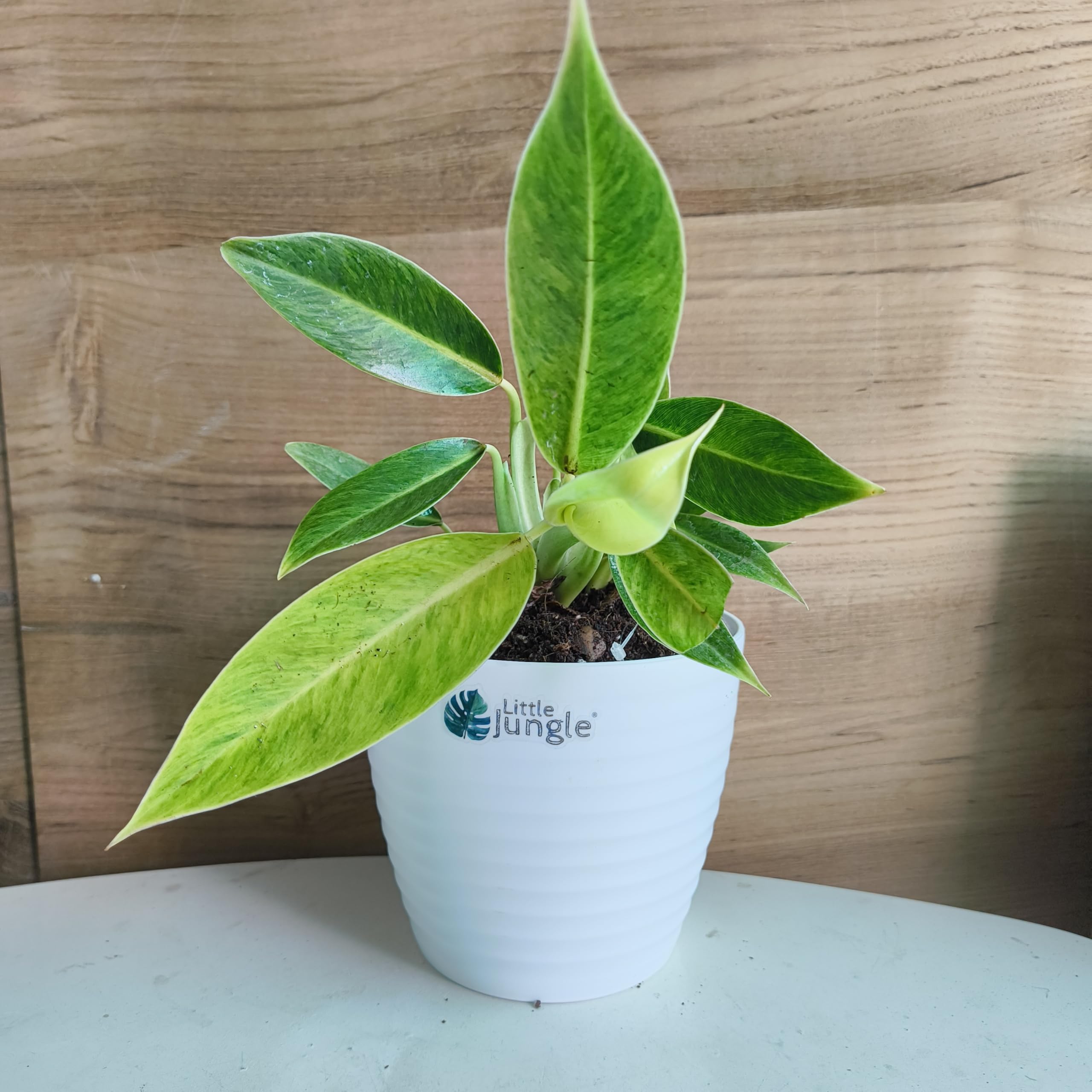 littlejungle Little Jungle Philodendron calkins gold (Very Rare) :  Amazon.ae: Home