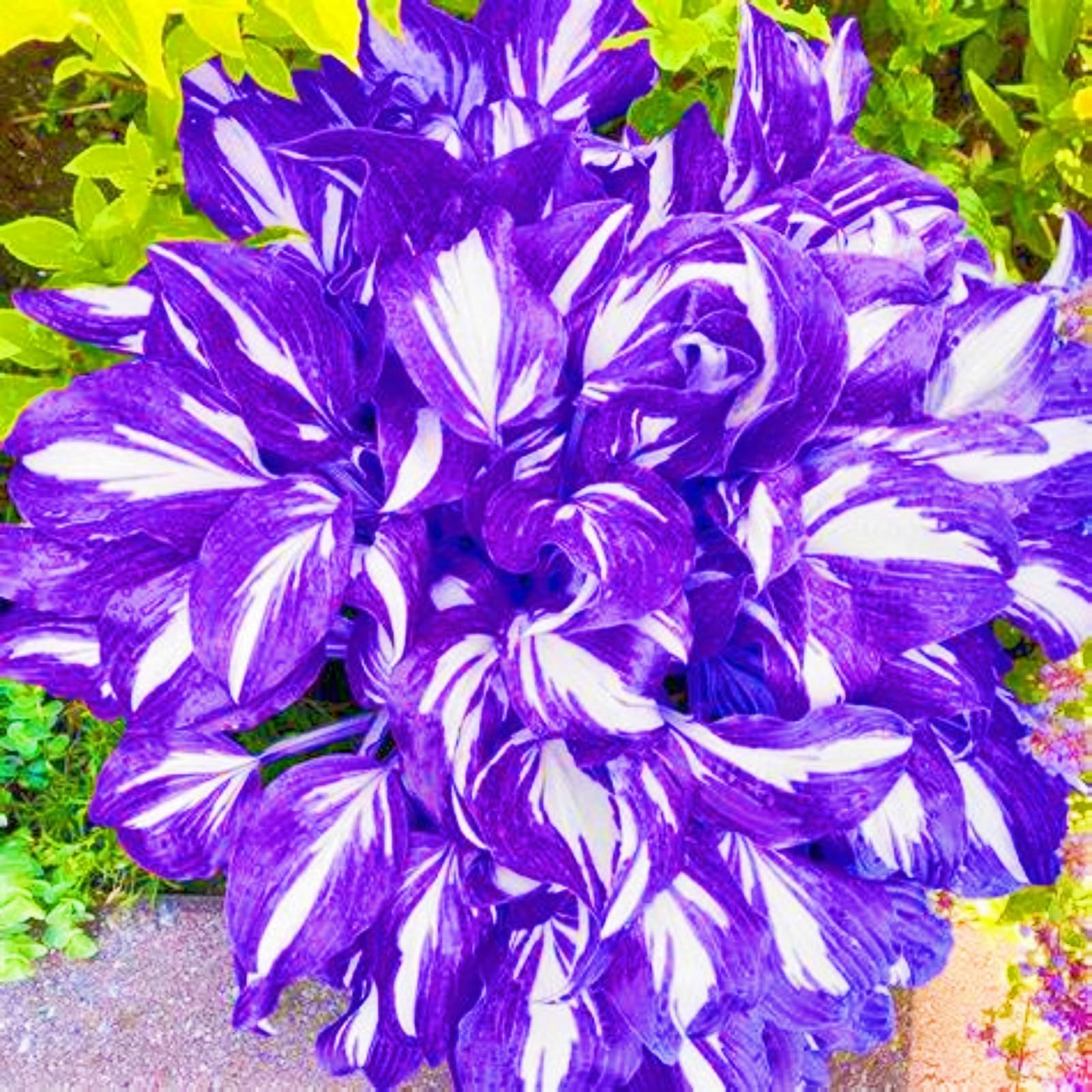 Rapid Growth Holiday Gifts Easy Planting Hostas Plants UK Garden Flowers Wedding Flowers-6Bulbs-g