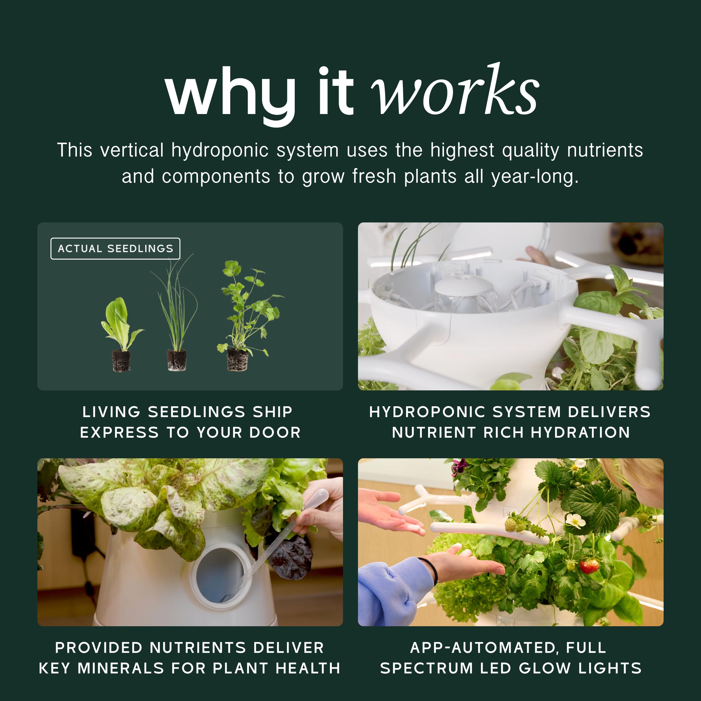 Lettuce Grow Farmstand Nook 4ft.7” Vertical Hydroponic Garden Tower - Self-Watering, Vertical Hydroponic Tower with LED Grow Lights, 20 Live Seedlings, Smart Timer - Indoor Vertical Growing Tower: Seedlings Included