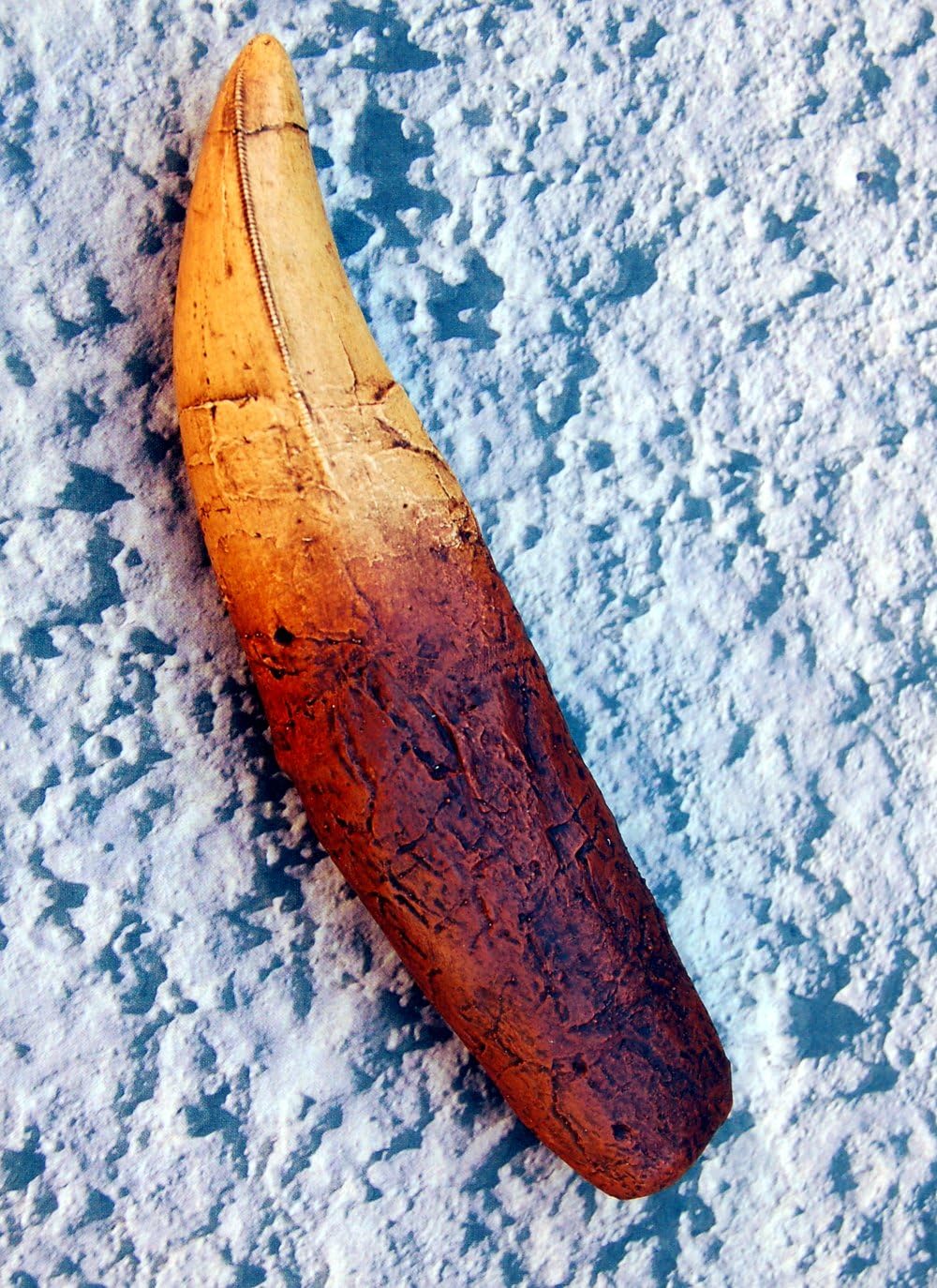 Tyrannosaurus rex, Tooth with Root