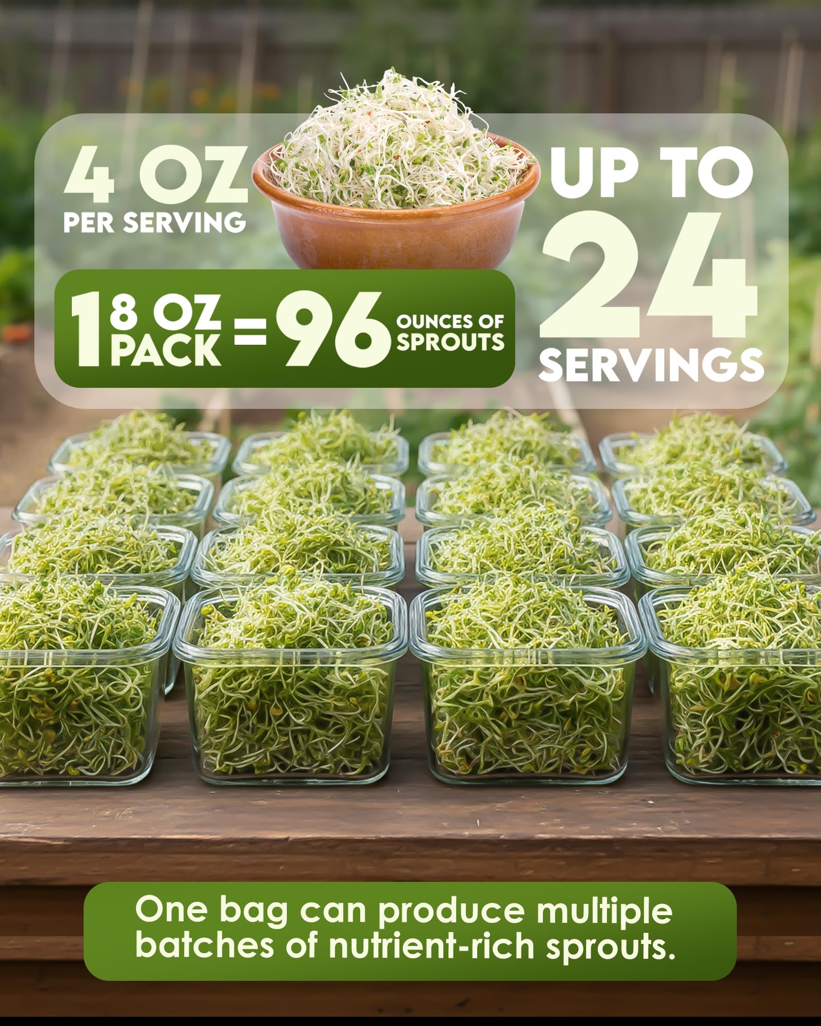 Organic Broccoli Sprouts Seeds - Grow at Home -3