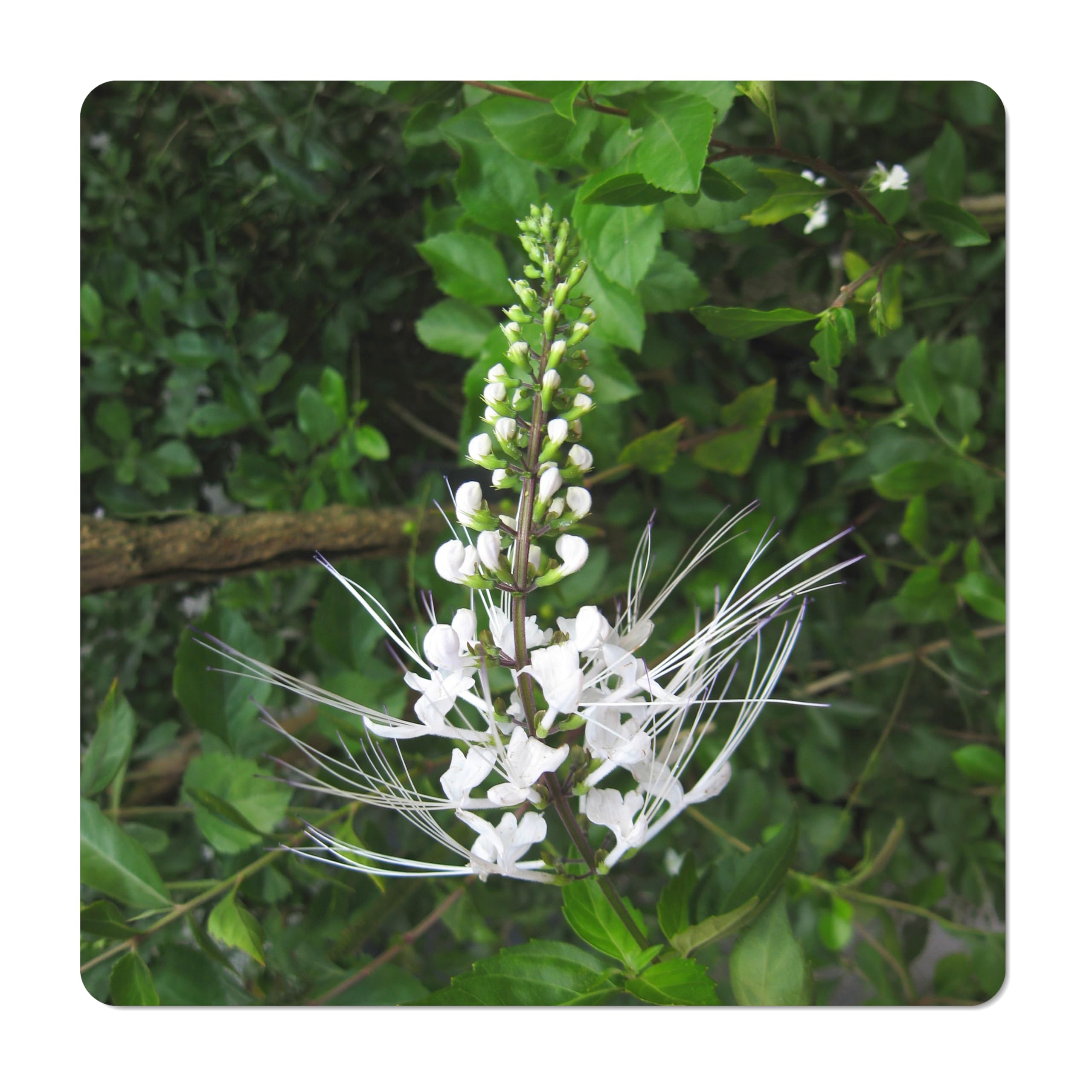 Cat Whiskers Live Plant by Emerald Goddess Gardens