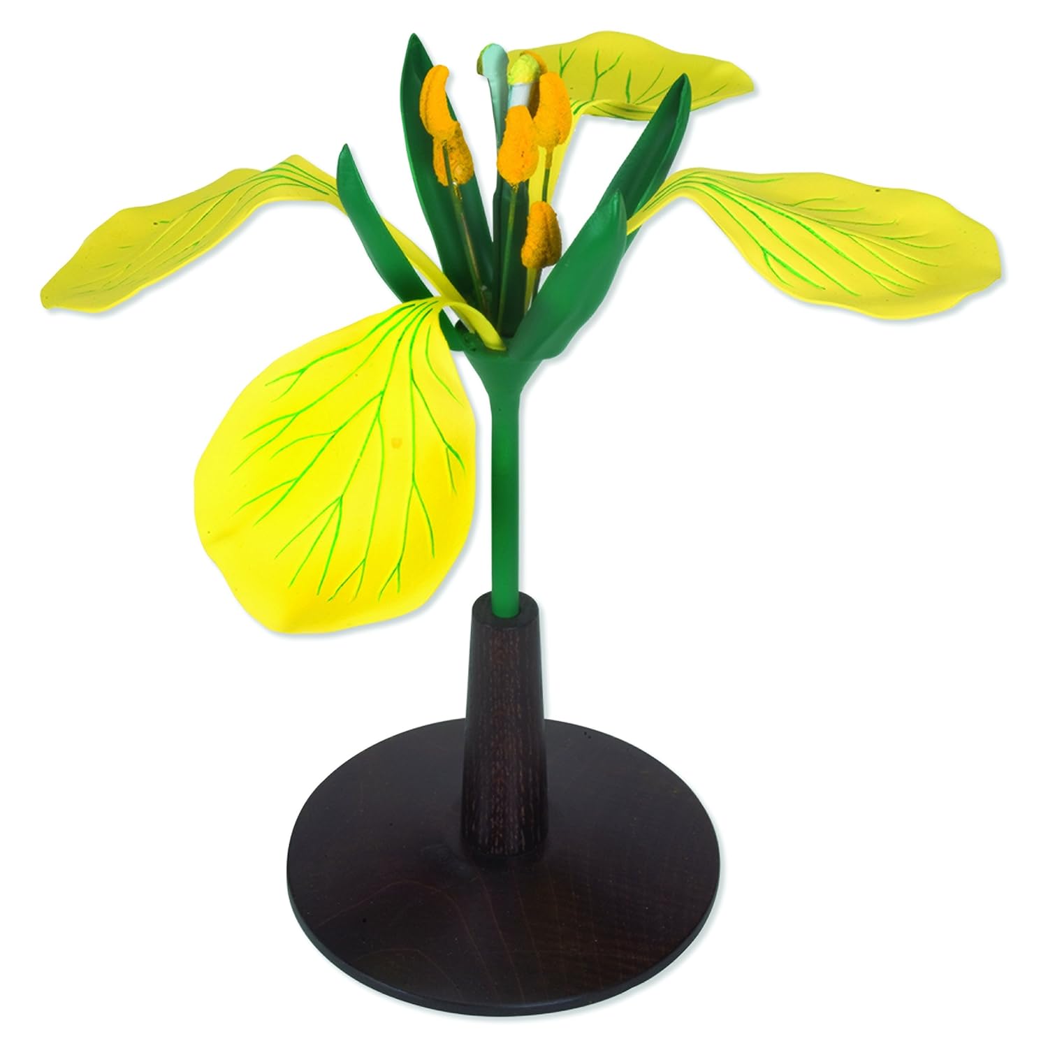 3B Scientific T21012 3 Part Wild Rapa (Sinapis Arvenis), 14" Height