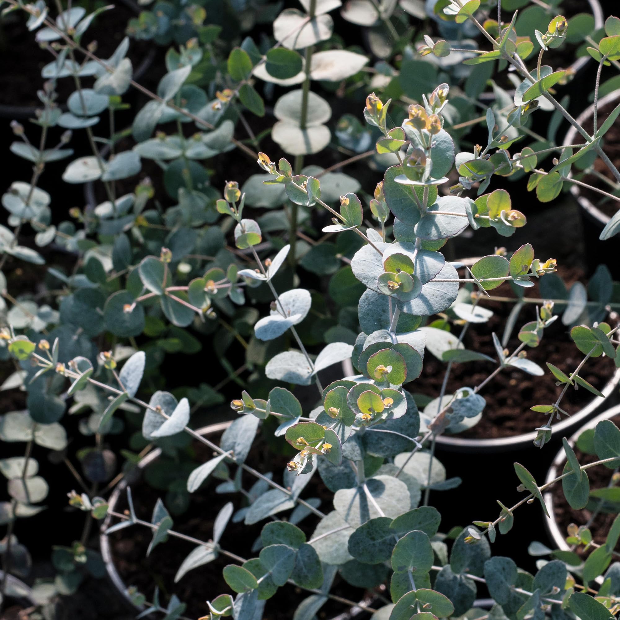 Eucalipto Gunnii - Pianta Sempreverde da Esterno, Pronta in Vaso per Giardino