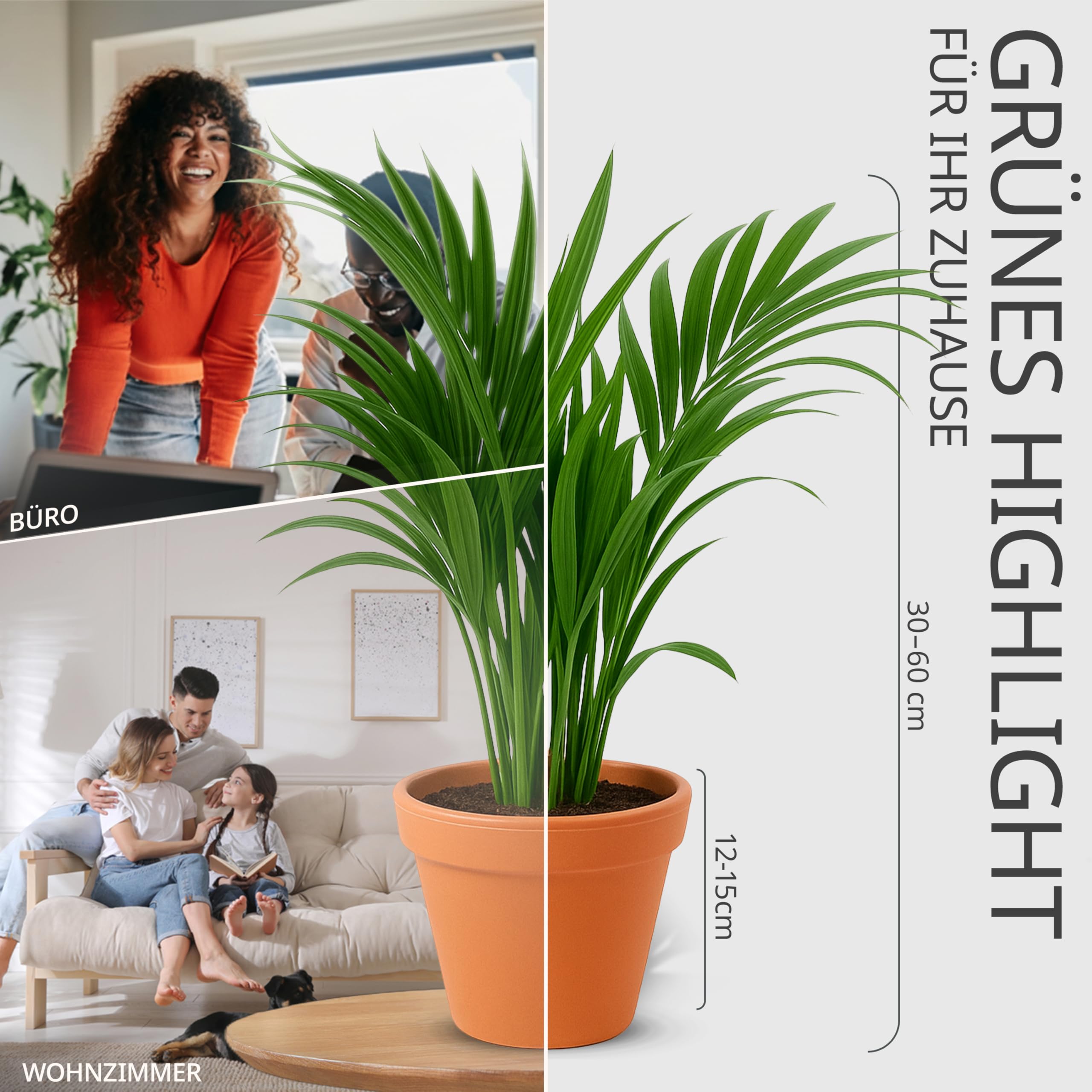 Pflanzenüberraschung | 6er-Set | ca. 30-70 cm | Ø 12-15 cm Topf | Zimmerpflanzen für Wohnung und Büro | Qualität vom Pflanzen Profi | Geniale Raumbegrünung